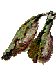 Silkworm cocoon