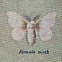 Small silk moth